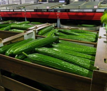 ripe cucumbers in crates ready for the auction