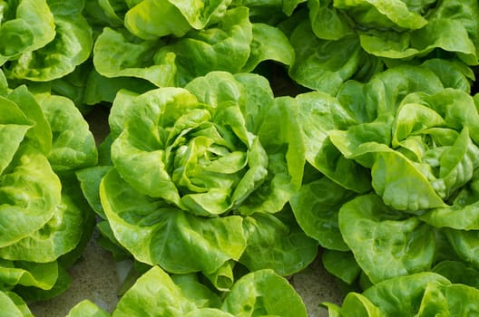 lettuce ready to harvest in a commercial greenhouse in the netherlands