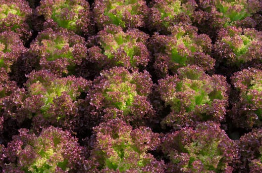 closeup of red lettuce in a commercial greenhouse