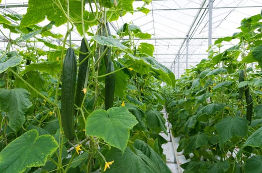cucumber plants in a commercial greenhouse