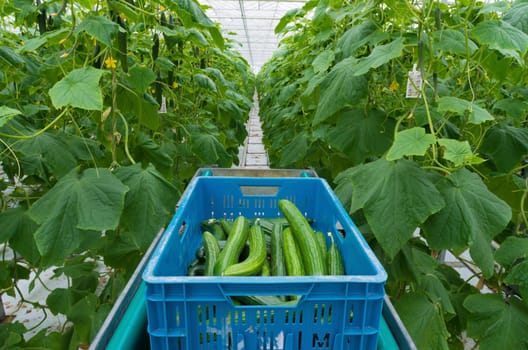 cucumbers being harvested in a commercial greenhouse