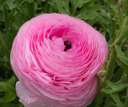 closeup of a pink ranunculus flower in a commercial greenhouse