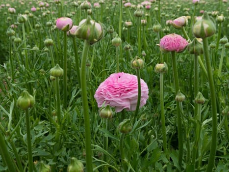 ranunculus flowers in a commercial greenhouse in the netherlands