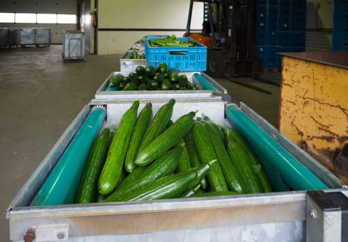 boxes with just harvested cucumbers in a commercial greenhouse