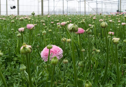 ranunculus flowers in a commercial greenhouse in the netherlands