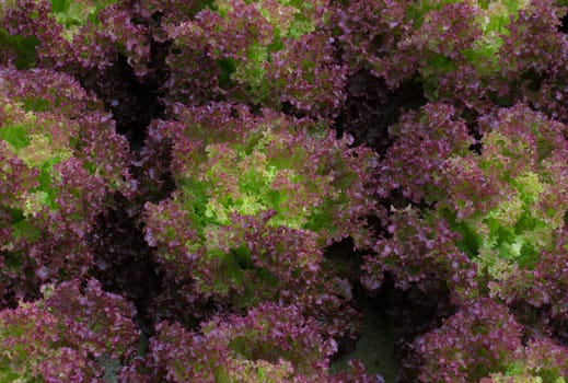 closeup of red lettuce in a commercial greenhouse