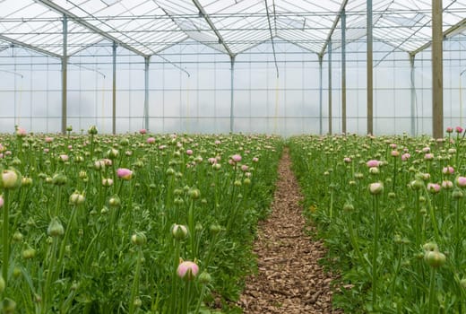 ranunculus flowers in a commercial greenhouse in the netherlands