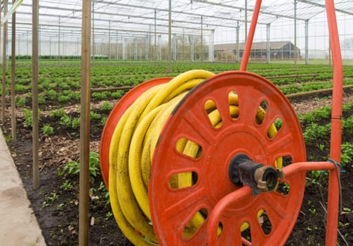 watering hose inside a commercial greenhouse