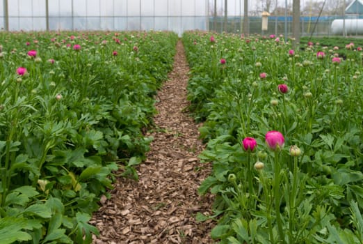 ranunculus flowers in a commercial greenhouse in the netherlands
