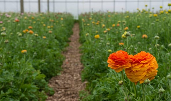ranunculus flowers in a commercial greenhouse in the netherlands