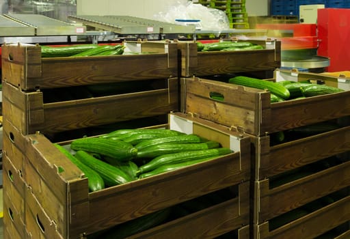 ripe cucumbers in crates ready for the auction