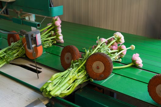 flower bundling machine in a commercial dutch greenhouse