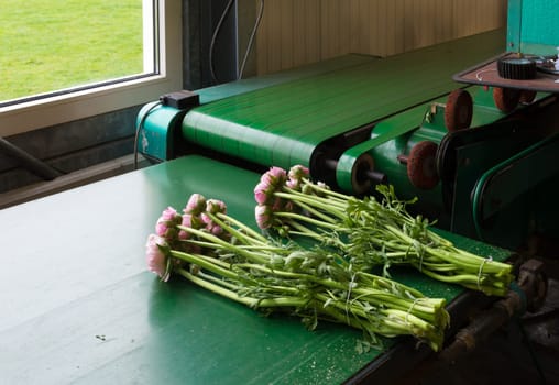 flower bundling machine in a commercial dutch greenhouse