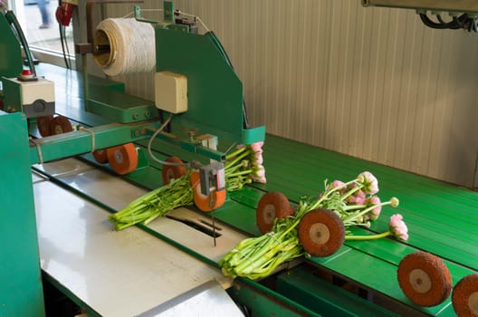 flower bundling machine in a commercial dutch greenhouse