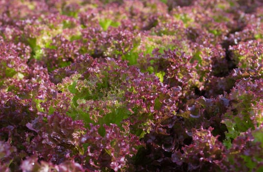 closeup of red lettuce in a commercial greenhouse