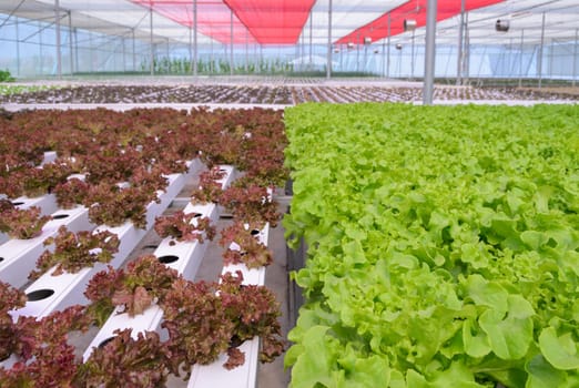 Organic Hydroponic leaf lettuce vegetables plantation in greenhouse