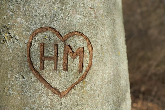 Initials of unknown lovers in the bark of a tree
