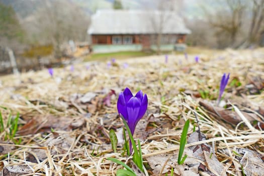 Lonely blossoming crocus growing on soil in spring. Blue crocus blossoming against house. Spring flower. Season plant. Crocus growing in the garden