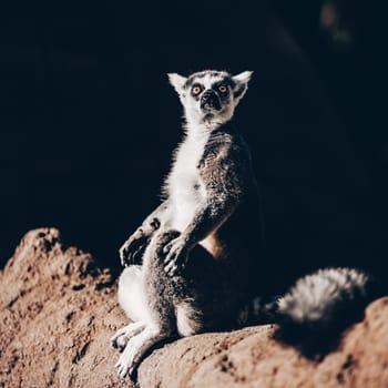 Ring-tailed lemur sitting on the sun on Madagascar
