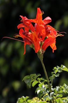 Kap-Geißblatt (Tecomaria capensis), Gran Canaria, Spanien, San Agustin