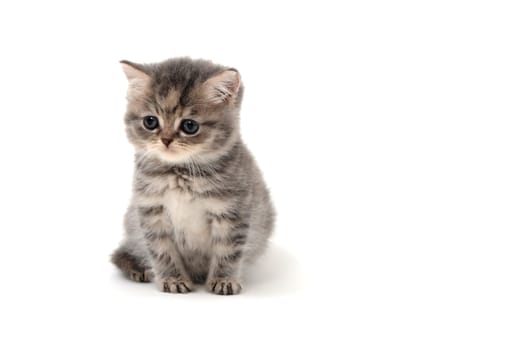 Purebred gray kitten on a white isolated background. High quality photo