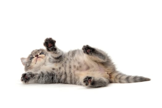 Purebred gray kitten on a white isolated background. High quality photo