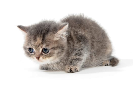 Purebred gray kitten on a white isolated background. High quality photo