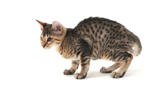 Purebred smooth-haired cat on a white isolated background. High quality photo