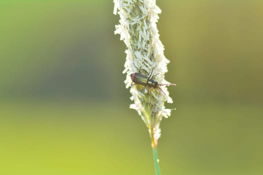 Two-spot wart beetle ( Malachius bipustulatus ) on a plant in green nature