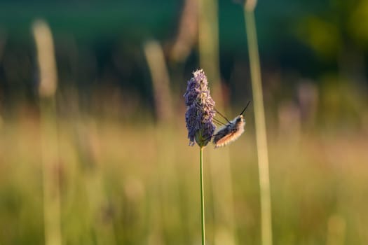 A large woolen slider ( Bombylius major ) on plant in nature