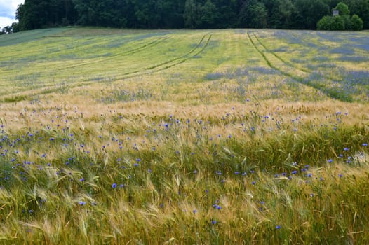 Grain field with lots of blue cornflowers ( Centaurea cyanus ) and green forest in the background