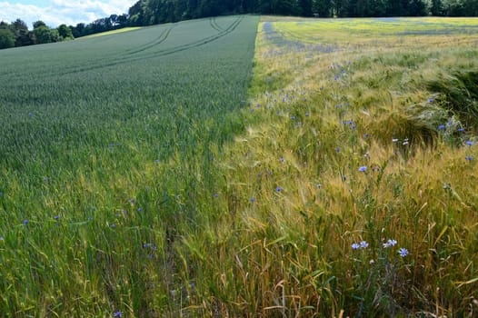 Grain field with lots of blue cornflowers ( Centaurea cyanus ) and green forest in the background