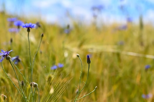 A cornflower (Centaurea cyanus) in a cornfield