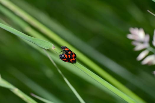 Two leafhoppers ( Cercopidae ) mating on a plant in green nature