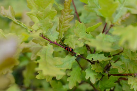 A leafhopper ( Cercopidae ) sits on a plant in the green nature