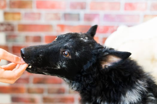 Woman feeding mudi dog on a studio or at home, closeup