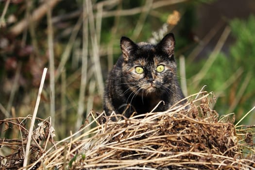 A young tortoiseshell cat just before the attack