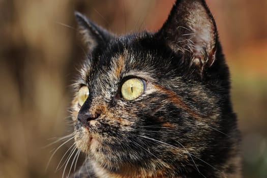 Close up of head of young pretty tortoiseshell cat