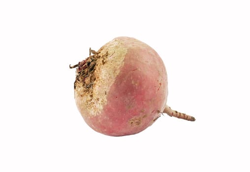 Chioggia turnip isolated on white background