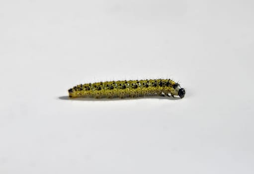 Cabbage white caterpillar on a light background
