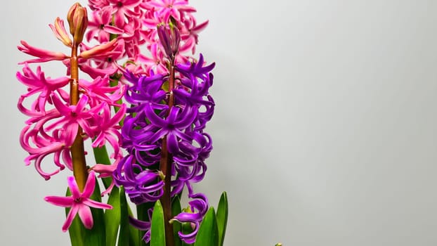 bouquet of multicolored hyacinths on a white background mz