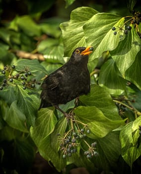 Male blackbird, Turdus merula, with an ivy seed in its beak