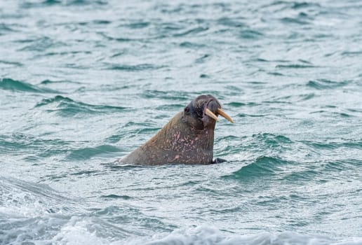 Walrus Patrolling an Arctic Shore by Smeerenburg in the Svalbard Islands in Norway