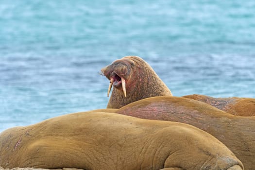 Walrus Bellowing on the Shore in the Arctic on Smeerenburg in the Svalbard Islands in Norway