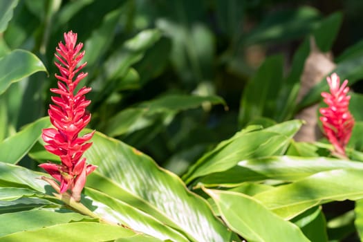 Red ginger flowers in the garden