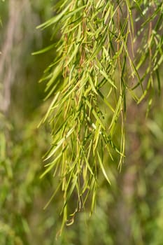 Weeping Willow tree branches in the sunlight