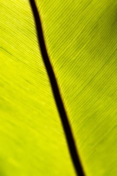 Close up of Bird's nest fern prominent dark brown midrib frond texture in the sunlight