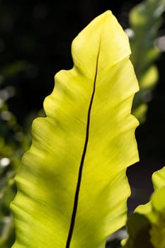 Single bird's nest fern leaf close up in the sunlight