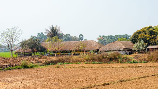Thatched houses in a row on an agriculture field against a clear sky horizon background. Rural Indian village Landscape view. Murshidabad Sagardihi Area West Bengal India South Asia Pacific