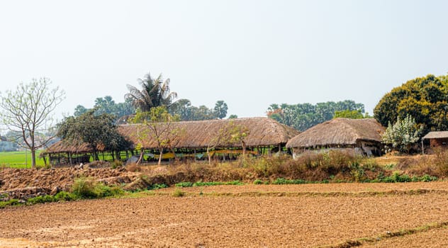 Thatched houses in a row on an agriculture field against a clear sky horizon background. Rural Indian village Landscape view. Murshidabad Sagardihi Area West Bengal India South Asia Pacific
